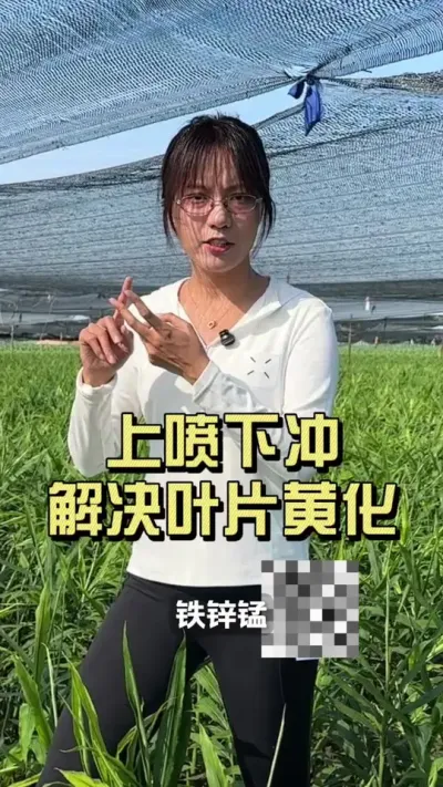 �����³���������õĽ���󽪻ƻ���#��ũ������2025 #������ѧũ�� #�����ػ��� #��ݪֲ #�ƻ�