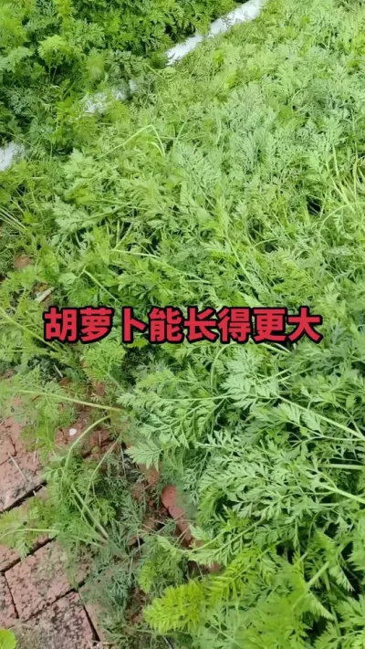 ���ܲ���һ��ƽ������ #�ֲ���־