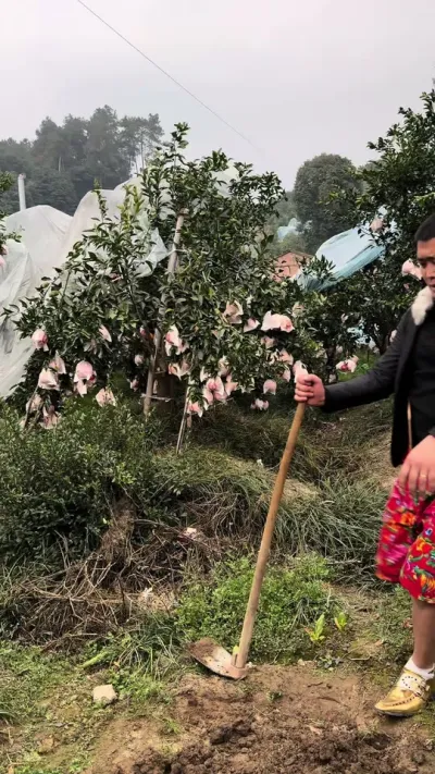 ףԸ����2026�����ϰ���Ԫ#�ҵ��������� #��ũ #���� #ԭ����Ƶ #��Ц