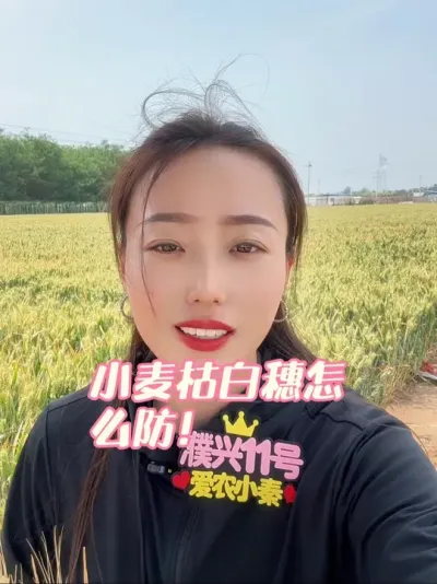 小麦枯白穗咋防 希望明年小麦白穗都少一些#支持三农扶持三农发展 #三农 #抖音助农 #农业技术 #濮兴11