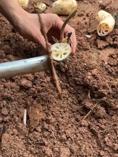 ��ź�������ڵ����� #������ũ #ݪֲ���� #ũҵݪֲ���� #��֪ʶ #����֪ʶ