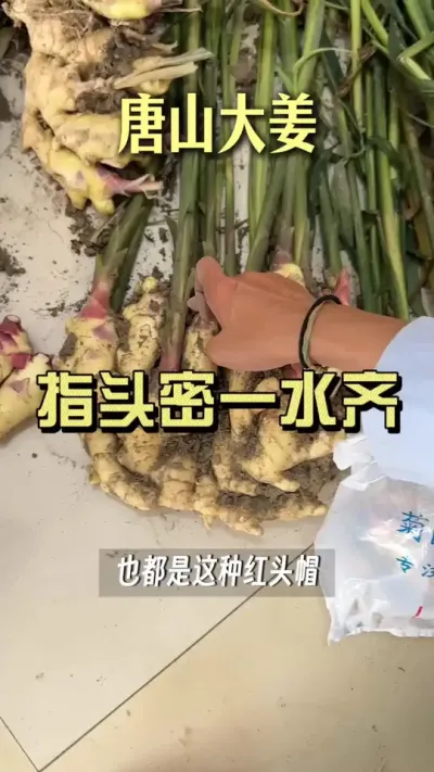 ������������������ý���#��ũ������2025 #������ѧũ�� #�����ػ��� #��ݪֲ