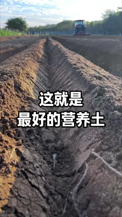 ·�ߵĸ�Ҷ�����Ǻܺõ�Ӫ���� #Ӫ���� #�л��� #�������� #��̬ũҵ #������ũ֧����ũ