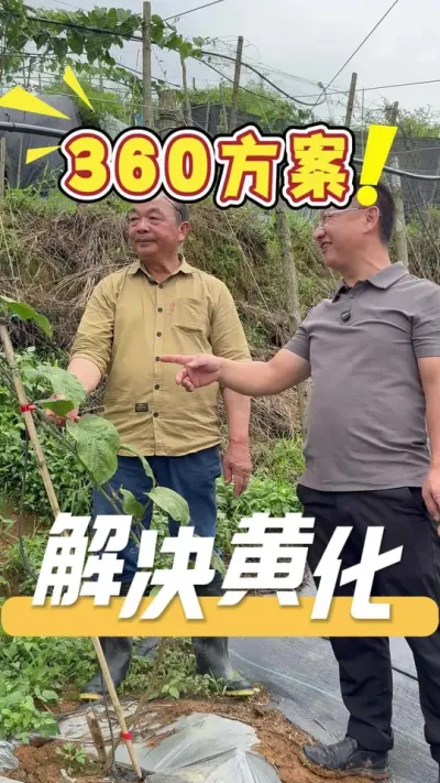 �ͻ���������緺���˻ƻ���ͷ����������360һ��ʱ�����������ȥ�ֳ��Ӳ���ĳ������Ѿ����Ȼָ�����#�����#ũҵ�����ƹ�#ũҵݪֲ#��ũ