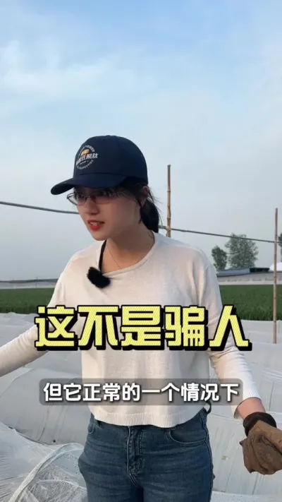 伺候庄稼 讲究个 温 光 水 肥 气 盲目的用生根剂尤其是激素类，很容易种出一斤姜六两根  #新农人计划2025 #大姜种植 #我的农资之路 #三农
