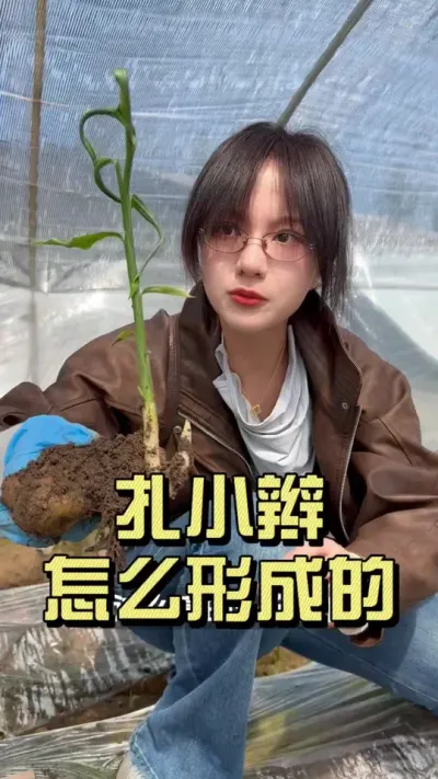 扎小辫是怎么形成的？#新农人计划2025 #抖音助农扶农 #大姜种植 #乡村生活家 #来抖音学农技