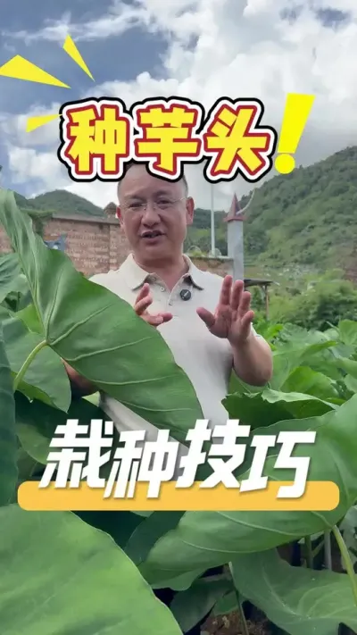 ��Ҫ���ֺ���ͷ����Ҫ���պ��������㼼�����÷����渵�����#��ͷ#ũҵ�����ƹ�#��ũ#ũҵݪֲ