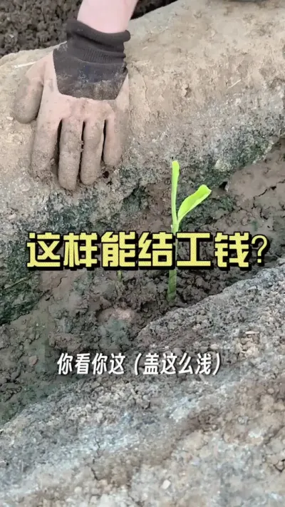 这土盖的一公分都没有，这种能不烤吗？#新农人计划2025 #抖音助农扶农 #大姜种植 #乡村生活家 #来抖音学农技