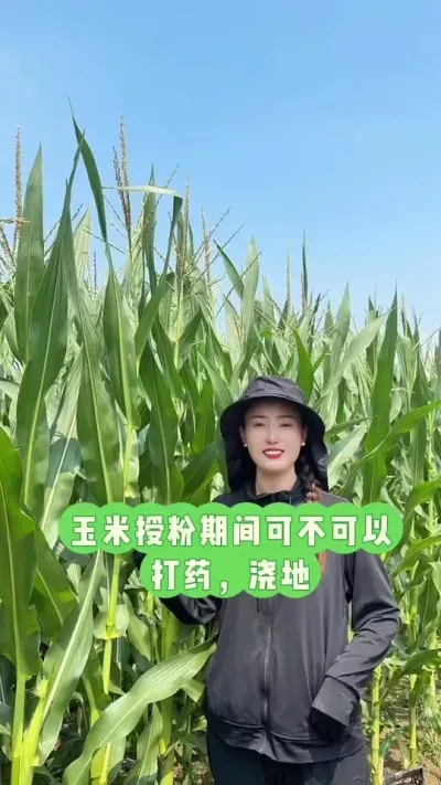 �����ڷۿɲ����Խ�������ҩ û�пɲ�����������Ϊ��#��ũ #������ũ #����917 #����ũ���� #���׸߲�ݪֲ����