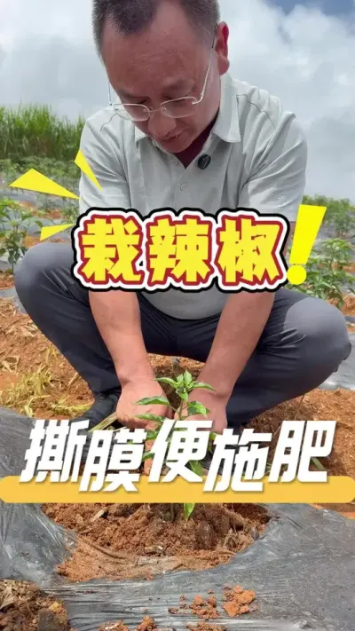 ����������׼ȷ����Ĥʩ�����ͻ�����ɿ�s����#ݪֲС����#����#ũҵ�����ƹ�#ũҵݪֲ