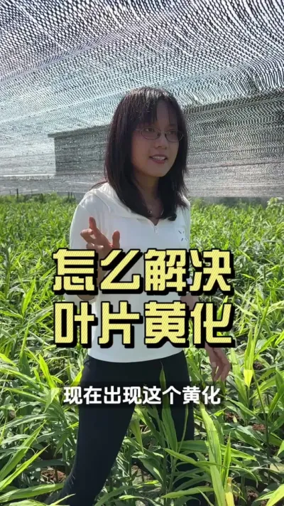 ������Ľ�����Ҳ���������ֻƻ�����æ��ֹ��������Ӱ���˴󽪵�������#��ũ������2025 #������ѧũ��#�����ػ��� #��ݪֲ #�ƻ�