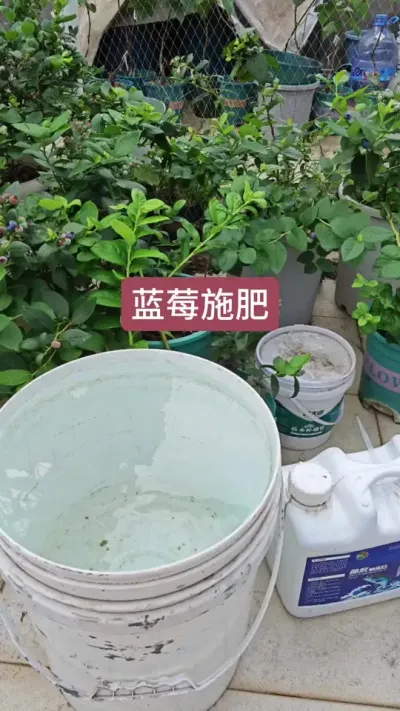 蓝莓施肥，蓝莓的种植过程，蓝莓怎么施肥#蓝莓施肥 #蓝莓养护 #蓝莓种植技术 #蓝莓苗 #盆栽蓝莓