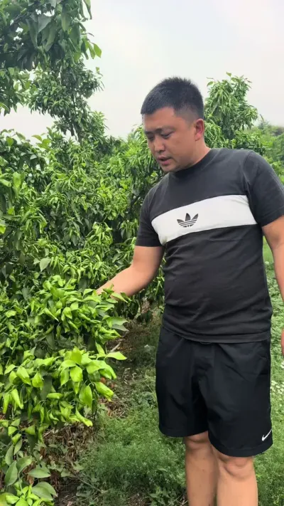 打药大家要注意这些细节#三农 #说点大实话 #关注我每天为你分享更多农业知识