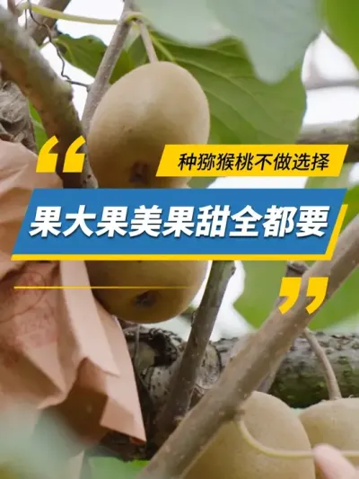 种猕猴桃不做选择，果大果美果甜全都要 #雅苒国际 #肥料 #农业种植 #猕猴桃
