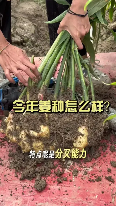 �����˿��½���Ľ��� ���ý���δ��ץ���ˣ�#��ũ������2025 #������ѧũ�� #�����ػ��� #��ݪֲ #����