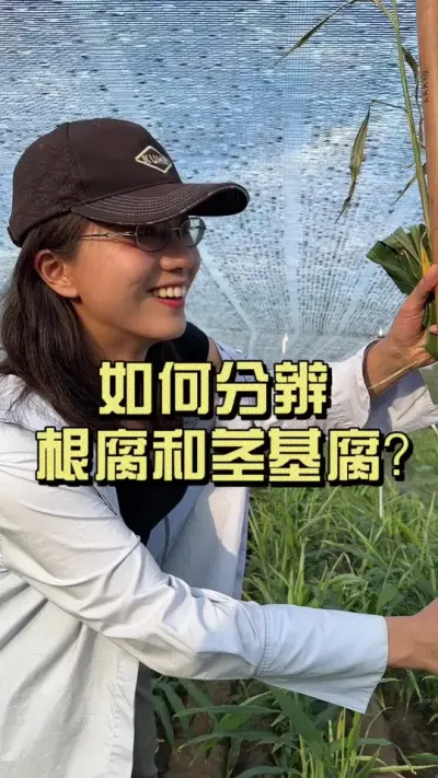 �����;���������ɵɵ�ֲ�����#��ũ������2025 #������ѧũ�� #�����ػ��� #��ݪֲ #����