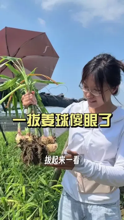 ��������û�н����������������Ӵ�߸ߣ�����������һ�γ�������������������������������ô����������������#��ũ������2025 #�����ػ��� #������ѧũ�� #��ݪֲ