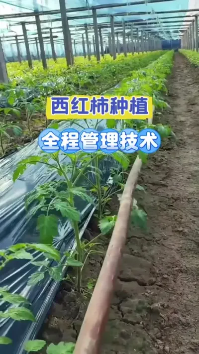 ������ȫ�̹���Ҫ��#��ũ #����ݪֲ #������ #ݪֲС���� #ũҵ