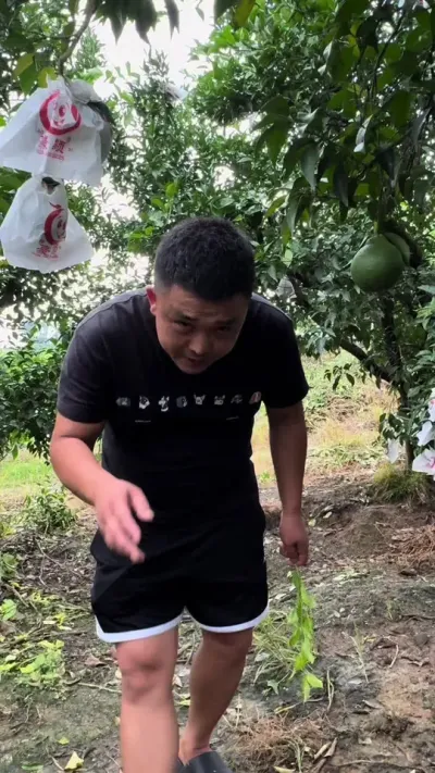 ���ں�֩�봦�óͷ��ƻ�#��ũݪֲ #���� #��԰���� #ݪֲ����