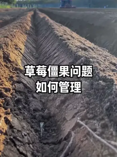 �������ѹ�����첻��Ĳ�ݮ��������ӵ������Ǽ��۴��óͷ����ⶪ������ֻ�ǹ��Ӱ�������һ�������������Ҳ�Ǳ��õ��ֵ�����#��ݮݪֲ #���� #ũҵݪֲ #ݪֲ�� #��������