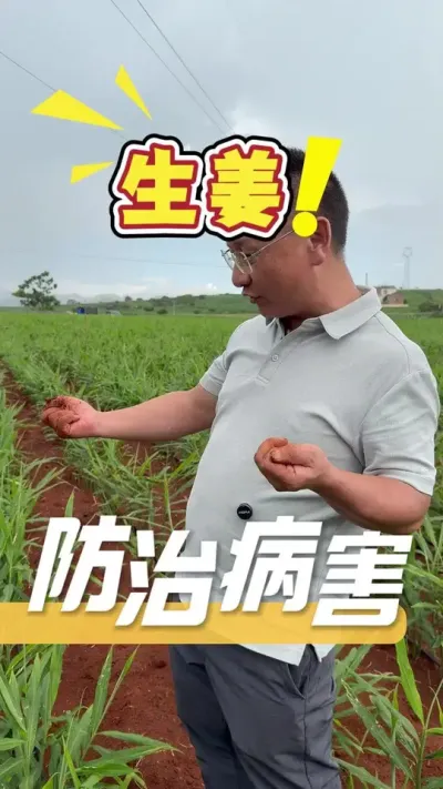 �������ﷺ��ðѾ�������Ҷ��ʵʱ���óͷ���ֹ�����ѬȾ��#����#ũҵ�����ƹ�#ũҵݪֲ#��ũ