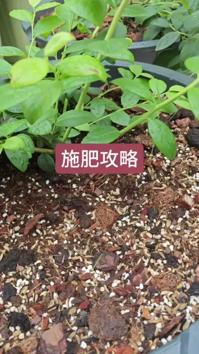 种蓝莓怎么施肥呢，蓝莓的施肥过程，蓝莓施肥的浓度是多少#蓝莓施肥 #蓝莓管理 #蓝莓苗 #蓝莓种植技术 #盆栽蓝莓