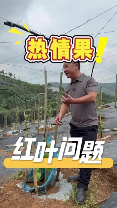 ����������Ҷ����Ҫ�ż�������Ͷҽ����ֻ�ǹ��ղ�����������ֻҪ�����ϵǿʢ����������Ȼ�ָ���#�����#ũҵ�����ƹ�#ũҵݪֲ#��ũ