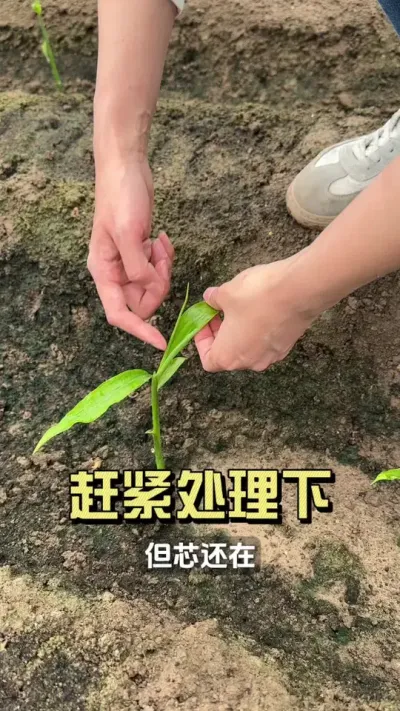 苗子出现这情况赶紧处理下！#新农人计划2025 #抖音助农扶农 #大姜种植 #来抖音学农技 #乡村生活家