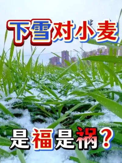 ��ѩ��С�����Ǹ��ǻ���#�κ躣��ҵ #��ѩ #ũ�ʷ��� #С��  #��ũ