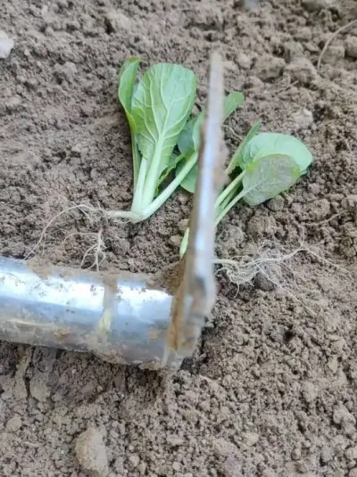 �������������ˣ�#����������#С�ײ�����