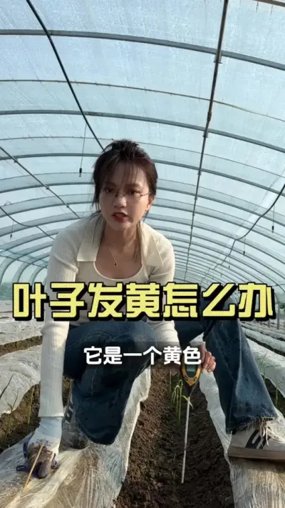 叶子出来发黄，和看着没劲儿的 用一次就能看到效果#大姜种植 #新农人计划2025 #三农 #我的农资之路