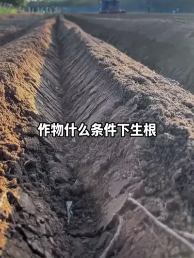 ����ǿʢ�ĸ�ϵ�������п��������� #�������� #����׳�� #ũҵݪֲ #��ũݪֲ #ݪֲ��