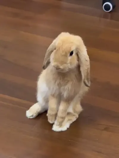 ����13�ֲ��Ʒ�ֵ����ӣ���������Ϥ������#�ɰ���С���� #ë���� #������ô�ɰ�