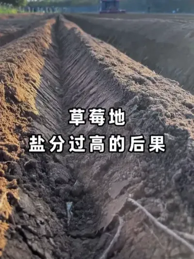 ��ݮ���ηֹ��ߵ�Ч�� #�������� #��ݮݪֲ #�������ջ� #ũҵݪֲ #��ݮݪֲ��