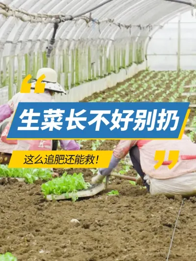 ���˳�Ƿ�ñ��ӣ���ô׷�ʻ��ܾȣ�#���۹��� #ũҵݪֲ #���� #���� #����ݪֲ 