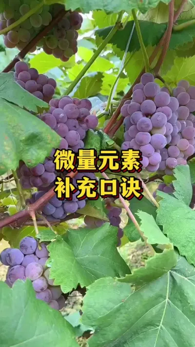 ΢��Ԫ���������ھ�#ũҵݪֲ #����ݪֲ����� #����ݪֲ