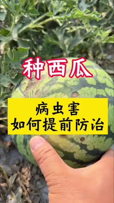 #����ݪֲ#���Ϲ���#���溦����#����#������