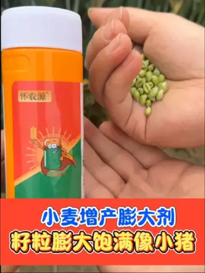 小麦水稻增产膨大剂，籽粒胖的像小猪 地上作物膨大剂，一瓶十亩地认准粮大侠#小麦 #小麦种植 #苄氨烷醇 #膨大剂 #农资肥料