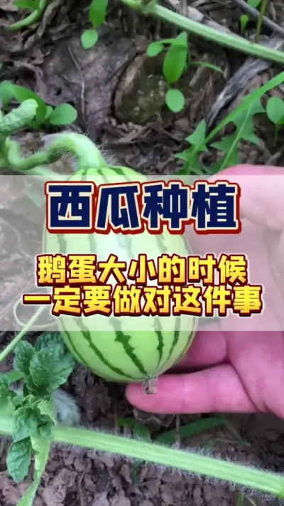 #种植技术 #西瓜种植 #西瓜管理 #病虫害防治 #增产增收才是硬道理