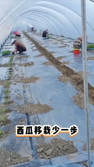 #����  #����ݪֲ #�������� #����׳��