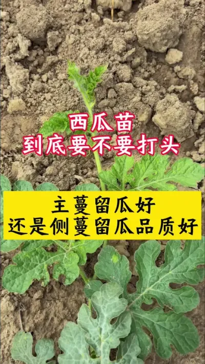 #种西瓜#西瓜种植技术#西瓜管理#西瓜病害#西瓜种植