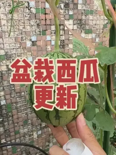 10天前给西瓜人工授粉，看一下授粉情况怎么样？#盆栽小西瓜