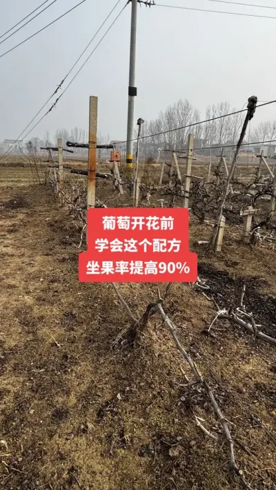 �����Ż�ǰ��ѧ������䷽�����������90%#�����Ż�#����ݪֲ#���Ѹ߲�