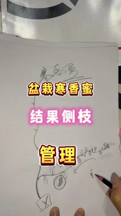 盆栽寒香蜜结果侧枝管理，下一期阳光。#盆栽葡萄 #寒香蜜#楼顶果园#内容启发搜索 #葡萄