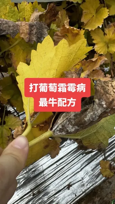 ������˪ù����ţ�䷽#����˪ù��#����ݪֲ#���Ѳ���