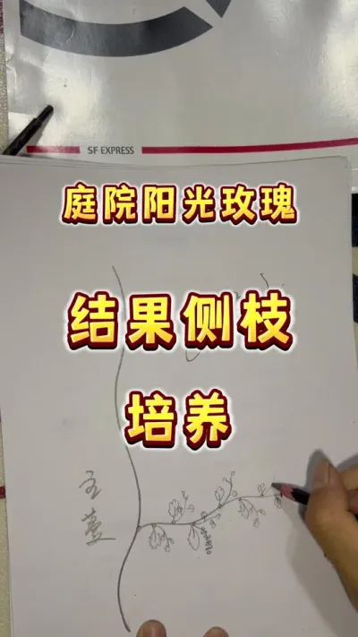 阳光玫瑰结果侧枝管理。流派太多，反正我这么玩～#盆栽葡萄 #阳光玫瑰 #楼顶果园#内容启发搜索