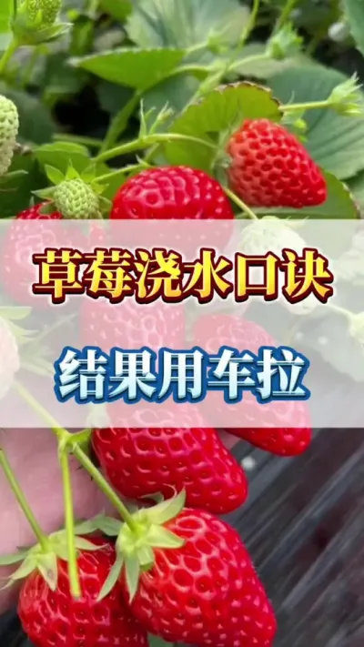 草莓浇水口诀，结果用车拉#草莓苗育苗基地 #草莓种植 #优质农产品