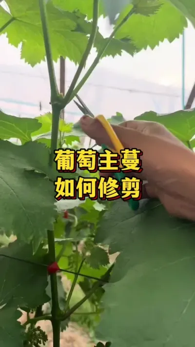 ���������������޼�#ũҵݪֲ #����ũ��Ʒ #ݪֲС����