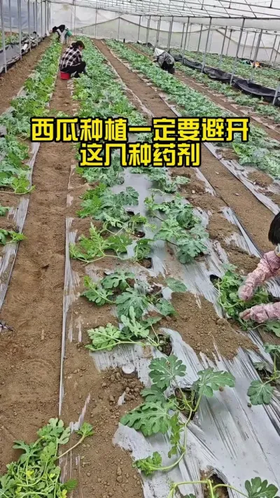 #西瓜施肥 #西瓜管理 #西瓜高产#西瓜打药#西瓜种植技术