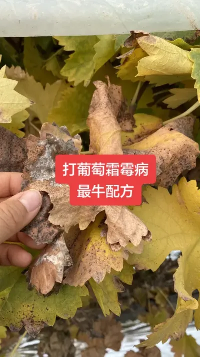 ������˪ù����ţ�䷽#����˪ù��#����ݪֲ#���Ѳ���